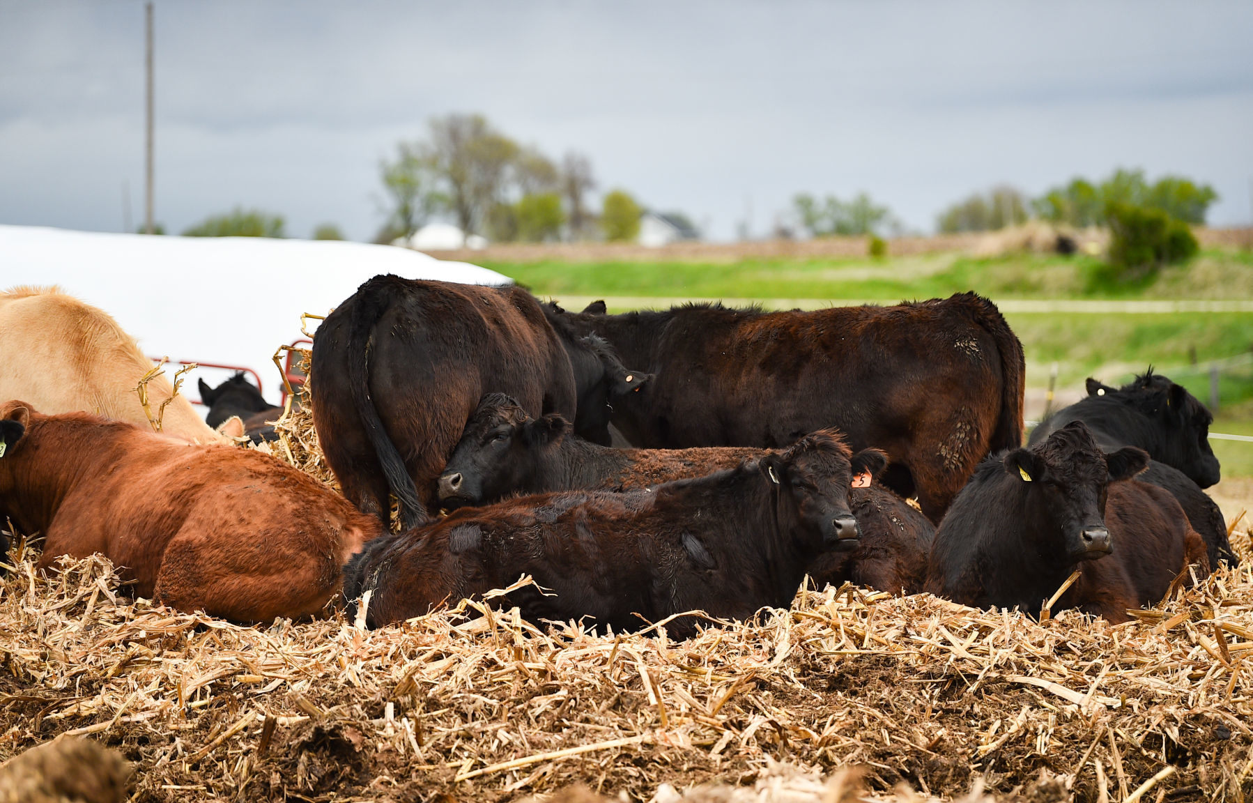 051720-qc-nws-regionalmeat-001